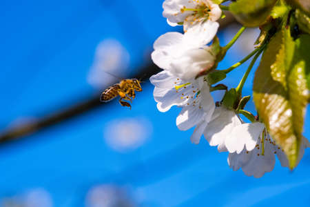 bees pollinate apple blossom in the garden in spring.の写真素材