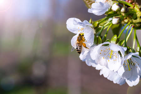 bees pollinate apple blossom in the garden in spring.の写真素材