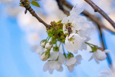 bees pollinate apple blossom in the garden in spring.の写真素材