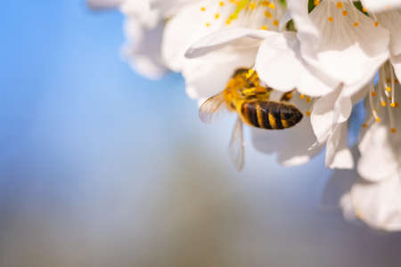bees pollinate apple blossom in the garden in spring.の写真素材