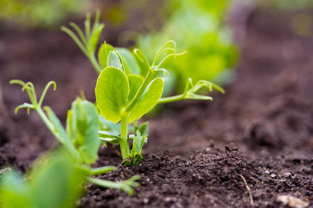 sprouts of young peas in a field in rows.の写真素材