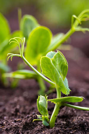 sprouts of young peas in a field in rows.の写真素材