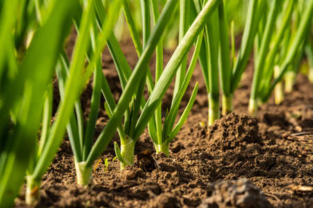 green onions in a field in rows.の写真素材