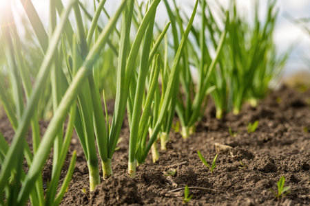 green onions in a field in rows.