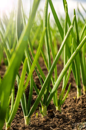 green onions in a field in rows.の写真素材