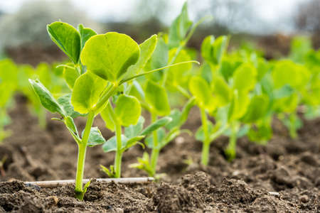 sprouts of young peas in a field in rows.の写真素材