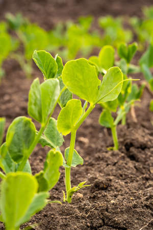 sprouts of young peas in a field in rows.の写真素材