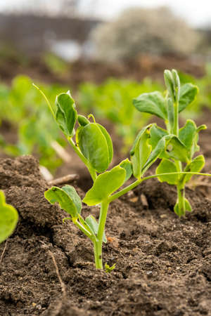 sprouts of young peas in a field in rows.の写真素材