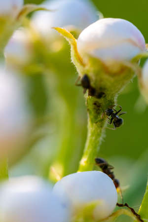 ants eat apple flowers in early spring.の写真素材