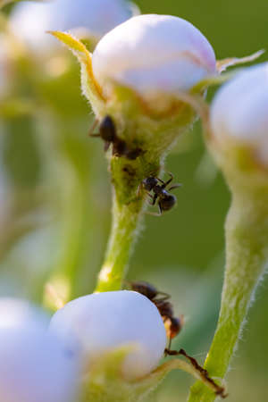 ants eat apple flowers in early spring.の写真素材