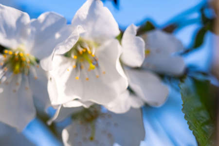 blurred photo of apple tree flowers in spring garden.の写真素材