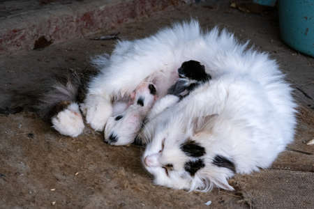 stray cat with a tiny, just born kitten.の写真素材