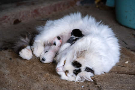 stray cat with a tiny, just born kitten.の写真素材