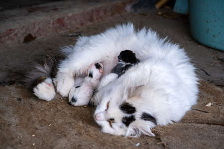 stray cat with a tiny, just born kitten.の写真素材