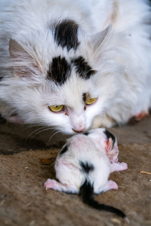 stray cat with a tiny, just born kitten.の写真素材