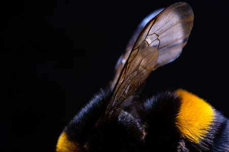 furry bumblebee in pollen on black background.の写真素材