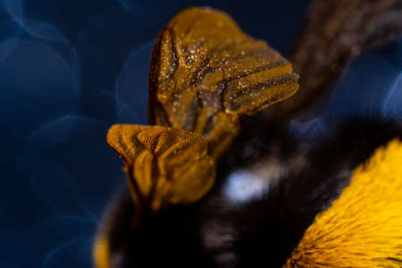 furry bumblebee in pollen on black background.の写真素材