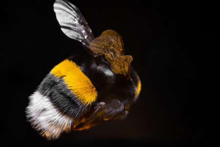 furry bumblebee in pollen on black background.の写真素材