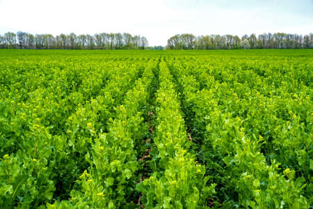 rapeseed field sown using Strip-till technology before flowering.の写真素材