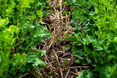rapeseed field sown using Strip-till technology before flowering.の写真素材