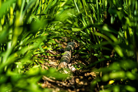 young, green wheat in a field in early spring.の写真素材
