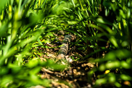 young, green wheat in a field in early spring.の写真素材