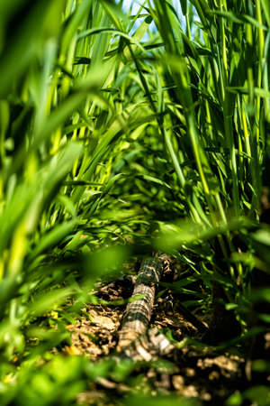 young, green wheat in a field in early spring.の写真素材