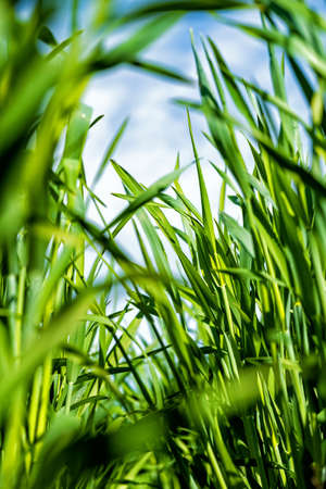 young, green wheat in a field in early spring.の写真素材