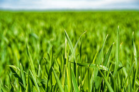 young, green wheat in a field in early spring.の写真素材