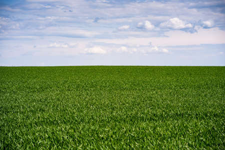 young, green wheat in a field in early spring.の写真素材