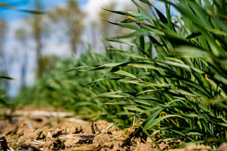 young, green wheat in a field in early spring.の写真素材