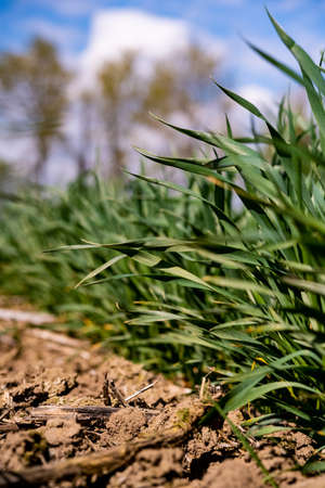young, green wheat in a field in early spring.の写真素材