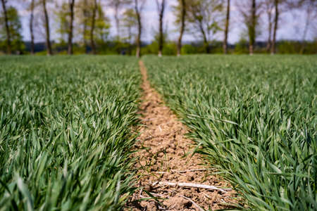 young, green wheat in a field in early spring.の写真素材