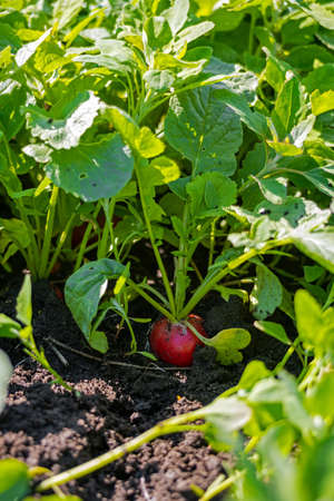 red radish in the field during harvest.の写真素材