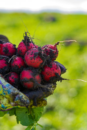 red radish in the field during harvest.の写真素材