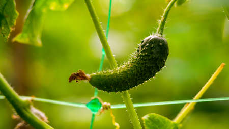 young cucumbers on a bush in a greenhouse.の写真素材