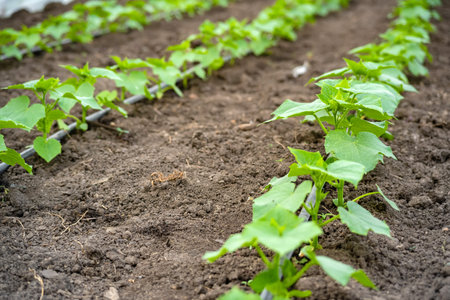 seedlings of cucumbers in a greenhouse on irrigation.