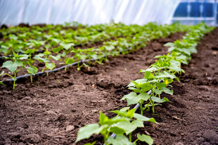 seedlings of cucumbers in a greenhouse on irrigation.