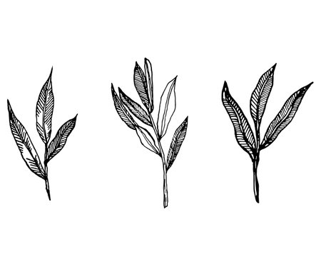 Olive branches vector. isolated on a white background. Olives hand-drawn in ink , vector graphics. Olive branches set. Monochrome olive branchesのイラスト素材