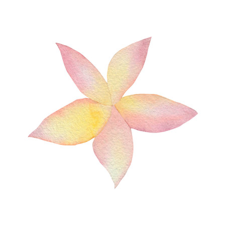 Watercolor tropical flower. Watercolor flower pink tropical. watercolor floral illustration on a white background.の写真素材