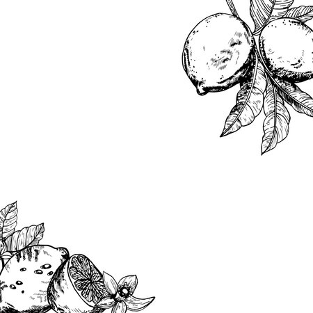 Graphic postcard with lemons, lemon slices with flowers. Background with summer lemons, hand-drawn in ink. Vector with citrus fruits and flowers, branchesのイラスト素材