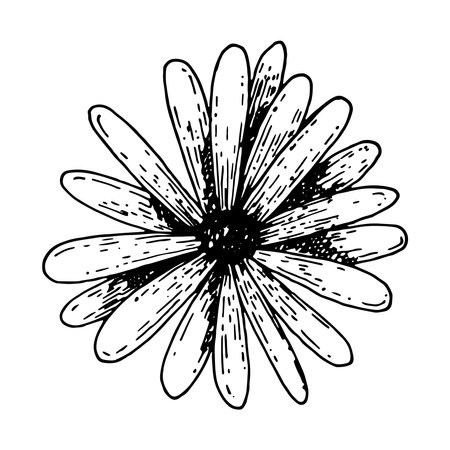 Chamomile flower bud graphics line art. Hand drawn wildflower isolated on white background. Graphic flower for design.のイラスト素材