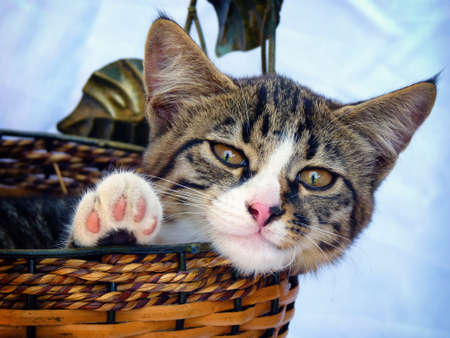 Adorable tabby gray baby cat in wicker basket over blue backgroundの写真素材