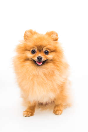 Pomeranian dog isolated on white.の写真素材