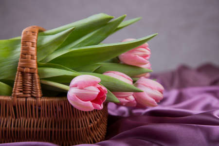 Wicker basket with bouquet of pink tulips.の写真素材
