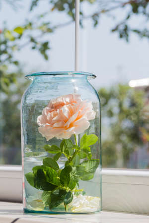 Blooming rose in glass jar near window.の写真素材