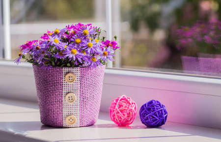Bunch of small purple chrysanthemums in lilac basket near windowの写真素材