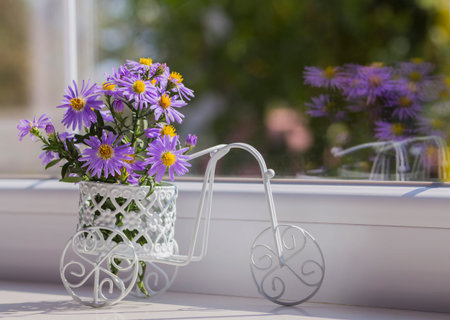 Bunch of small purple chrysanthemums in white vintage bicycle near window.の写真素材
