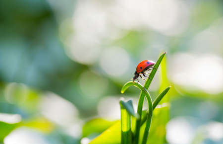 Ladybug goes down on the green grass.の写真素材