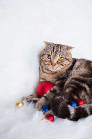 Cute Scottish Fold with Christmas balls on white fur.の写真素材